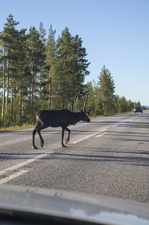 svezia renne in strada