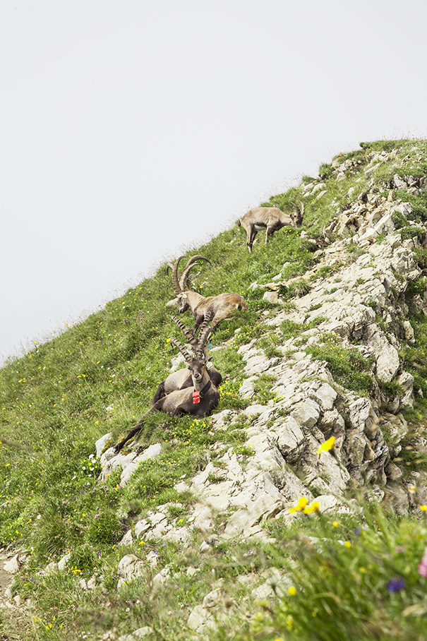 montagne francesi | alta savoia | panorama montagna | stambecchi