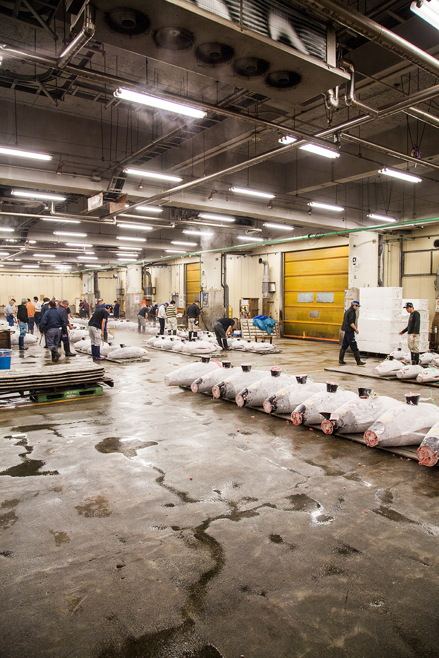 tokyo mercato del pesce asta del tonno