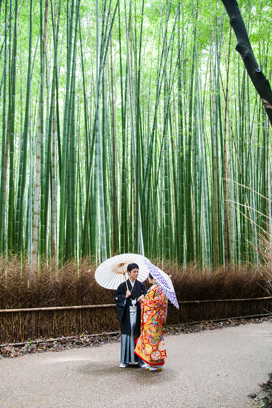 foresta di bamboo kyoto