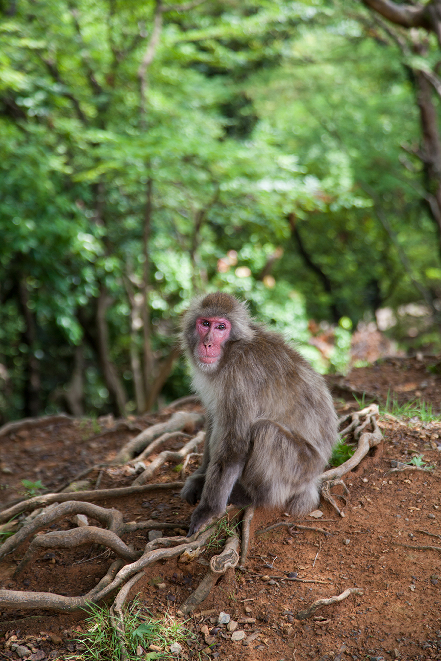 macaco giapponese