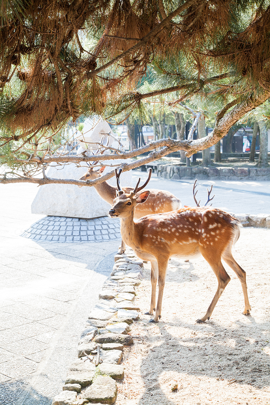 miyajima daini liberi per la città