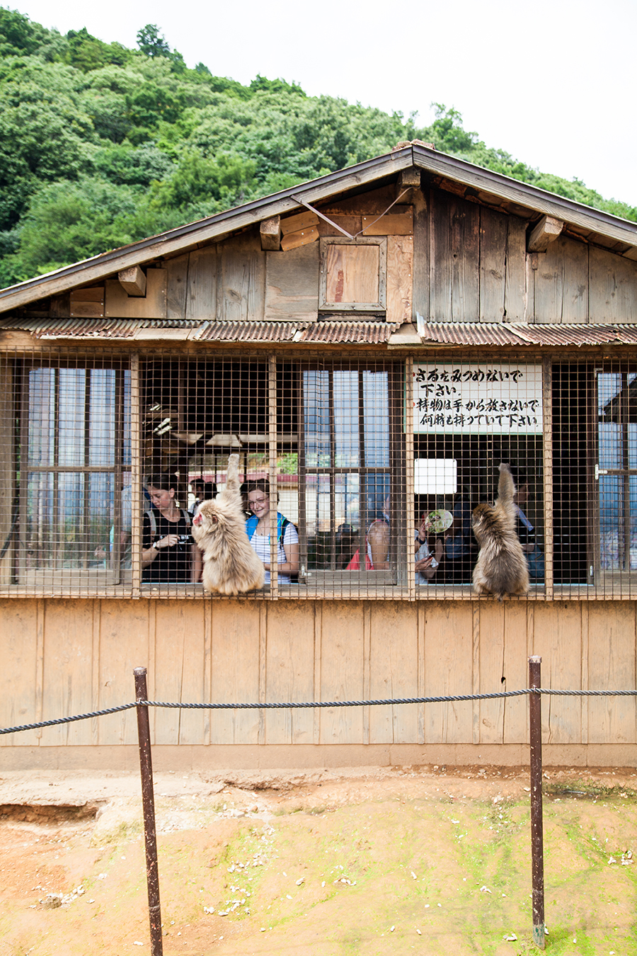 monte macachi scimmie giappone kyoto