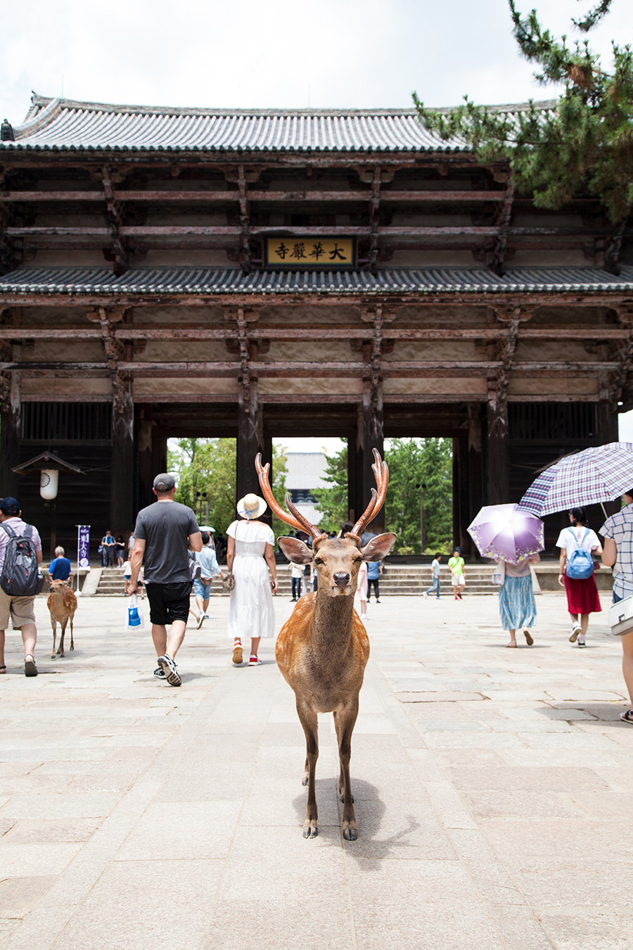 nara tempio e cervi