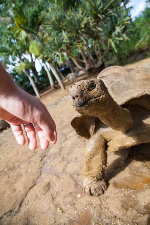 mauritius tartarughe