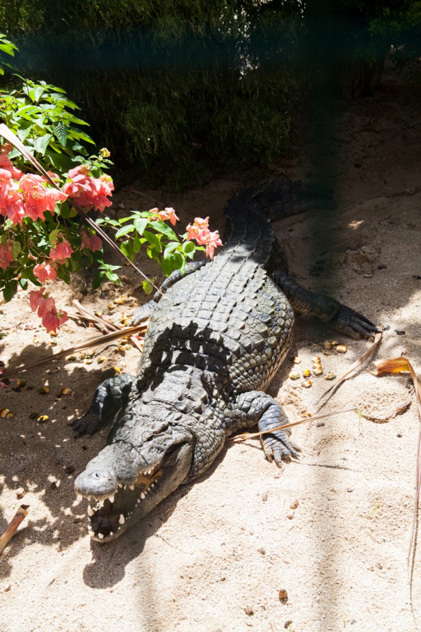 mauritius vanille nature park