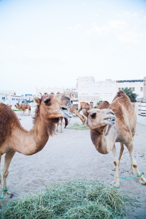 cammelli SOUQ WAQIF