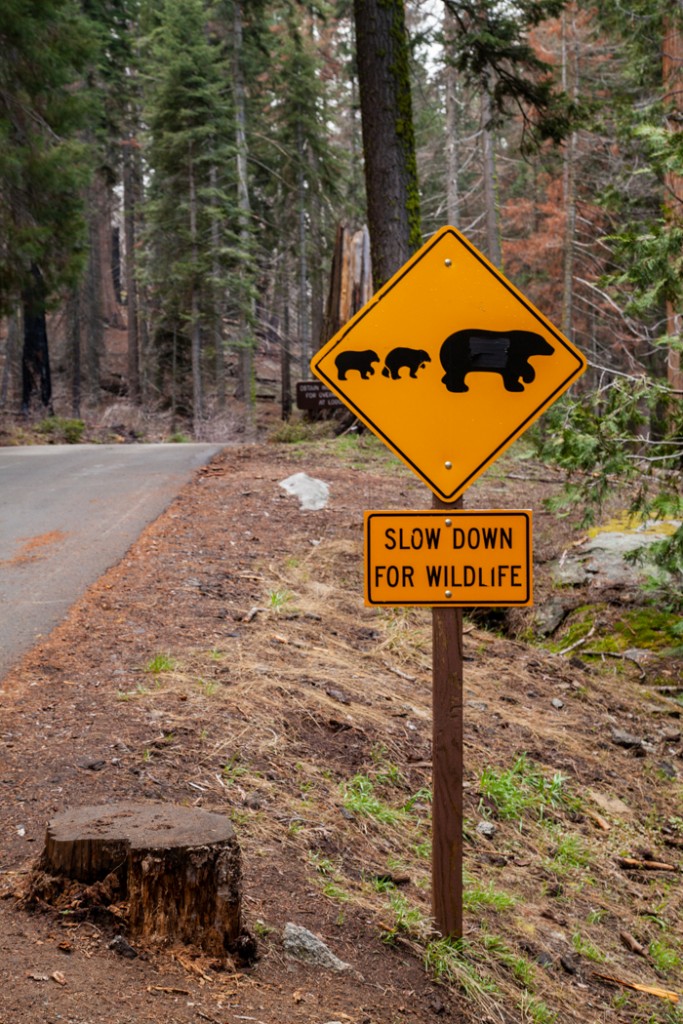 cosa vedere in california san francisco e sequoia park-2