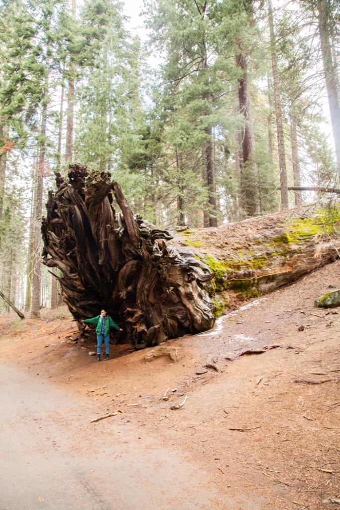 cosa vedere in california san francisco e sequoia park-8