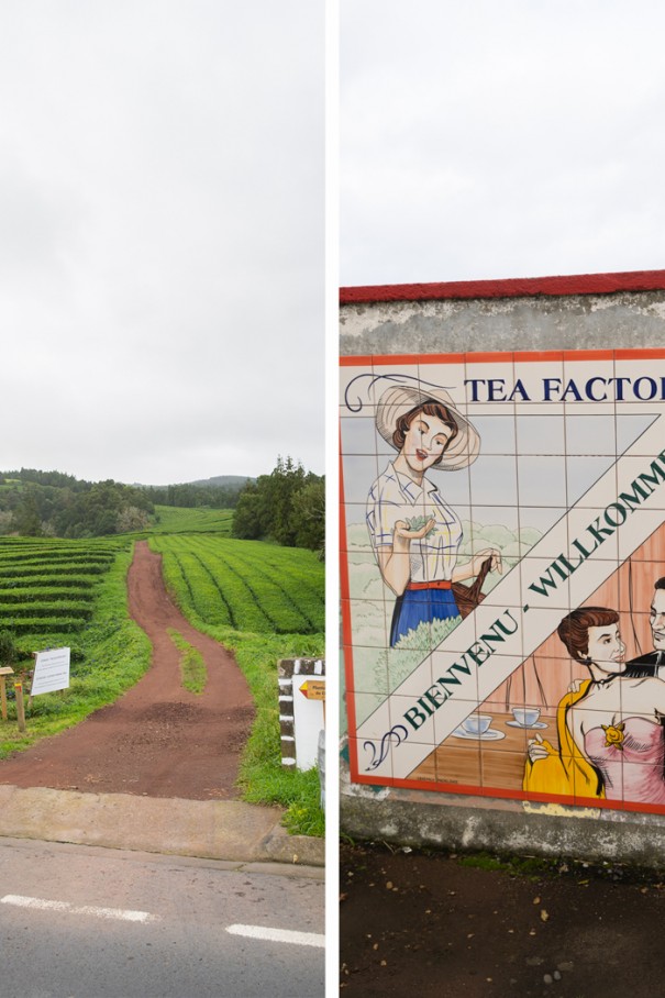 tea factory